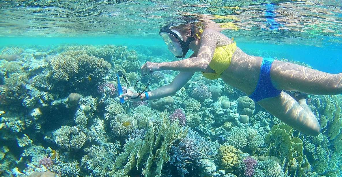 Hurghada: Yunuslarla Yüzme ve Dalış Turu ve Öğle Yemeği